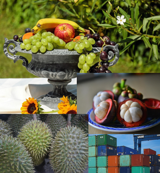 CNT จำหน่ายทุเรียนส่งออก